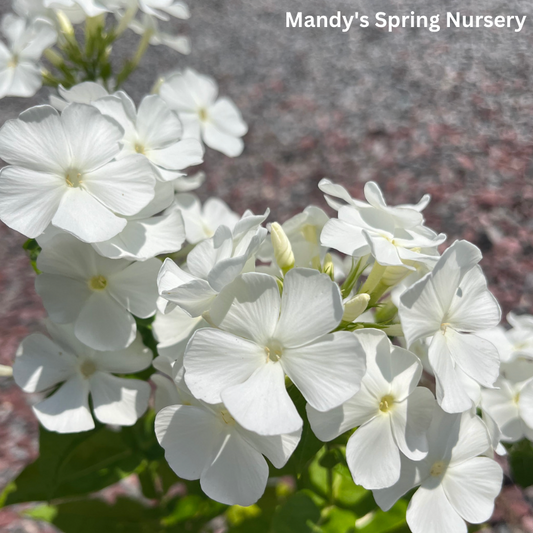 'Backlight' Tall Garden Phlox | Phlox paniculata