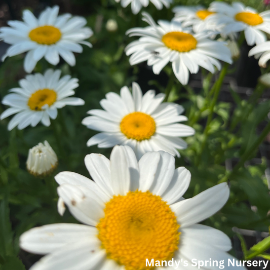 'Snowcap' Shasta Daisy | Leucanthemum 'Snowcap'