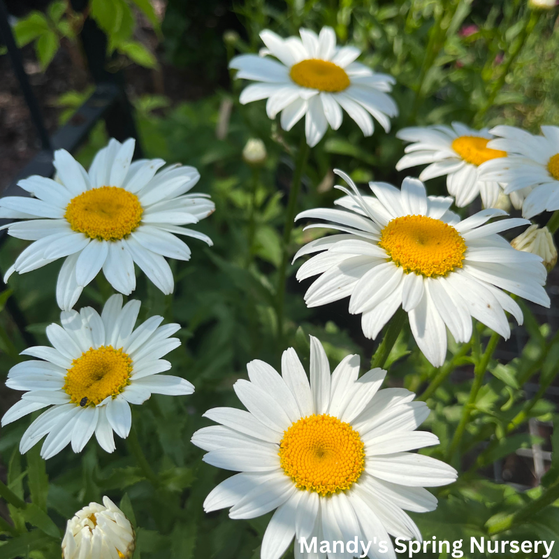 'Snowcap' Shasta Daisy | Leucanthemum 'Snowcap'