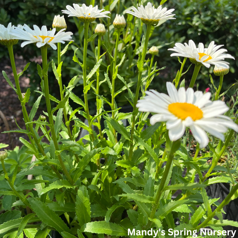 'Snowcap' Shasta Daisy | Leucanthemum 'Snowcap'