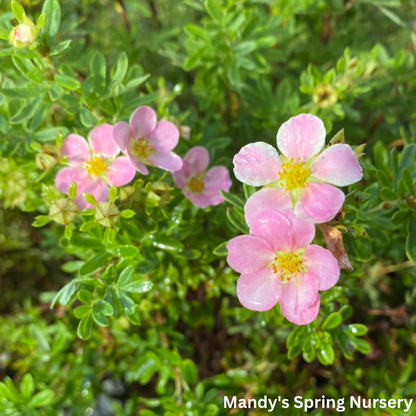 Pink Beauty Potentilla | Potentilla fruticosa