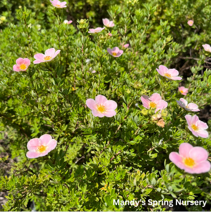Pink Beauty Potentilla | Potentilla fruticosa