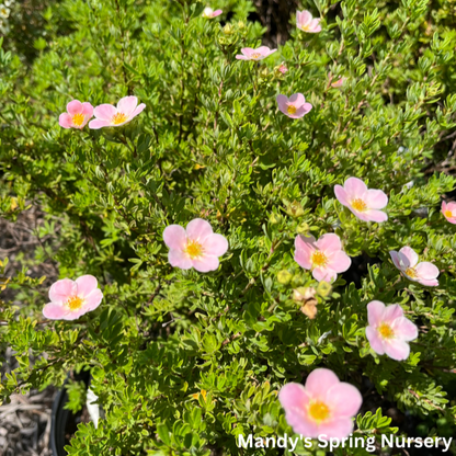 Pink Beauty Potentilla | Potentilla fruticosa