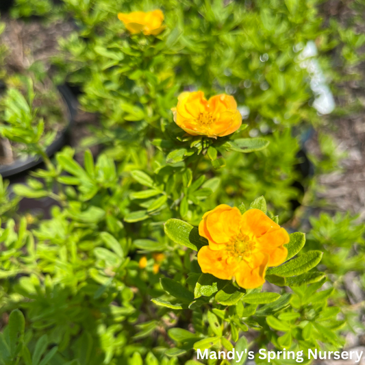 Marmalade Potentilla | Potentilla fruticosa