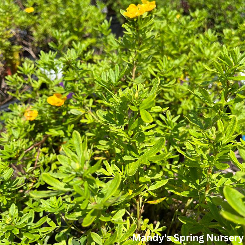 Marmalade Potentilla | Potentilla fruticosa