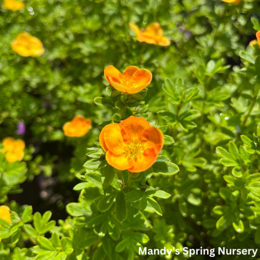 Mandarin Tango Potentilla | Potentilla fruticosa