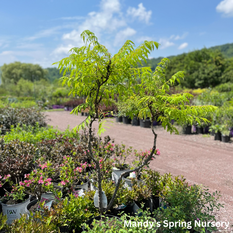 Tiger Eyes Cutleaf Staghorn Sumac | Rhus typhina