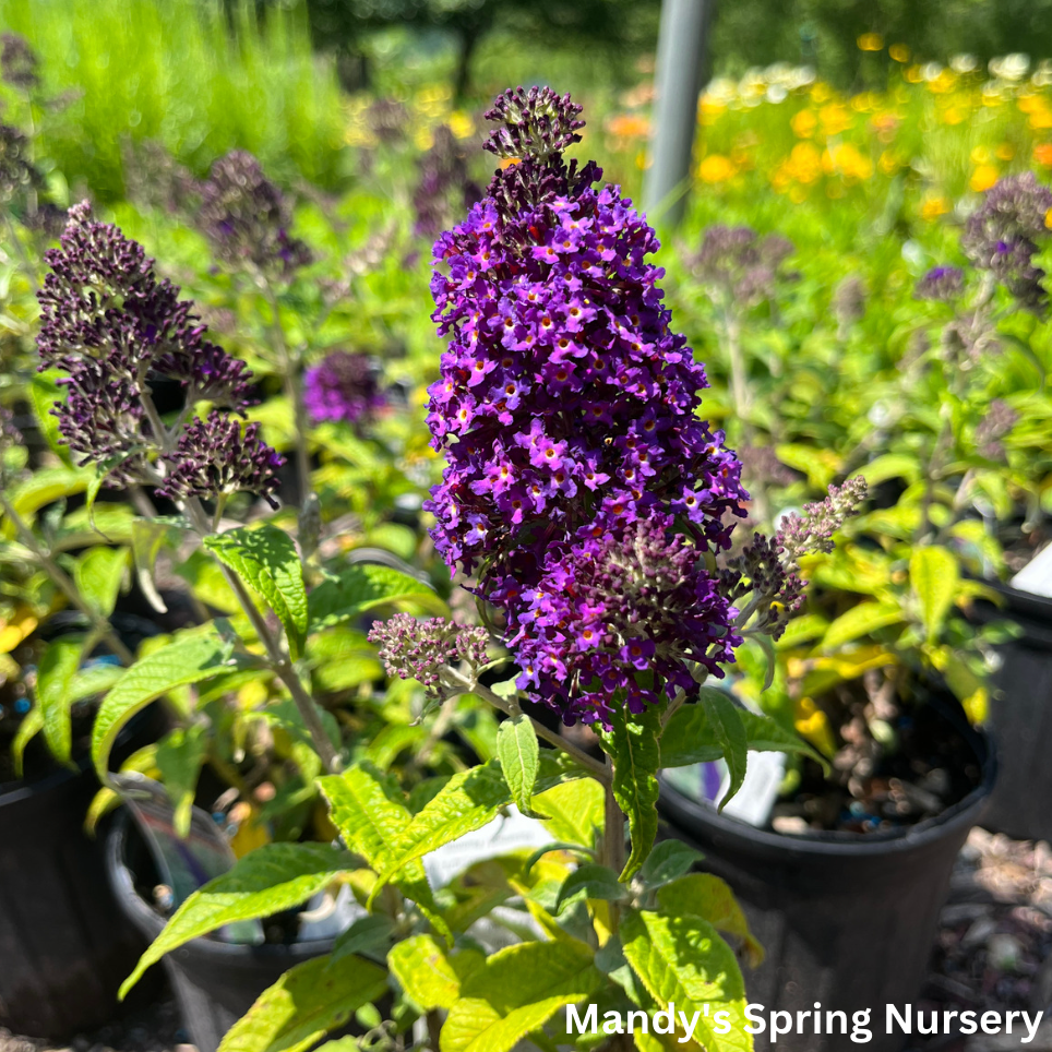 Dark Dynasty Butterfly Bush | Buddleia