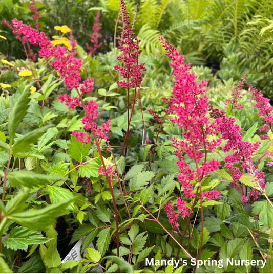 Fanal Astilbe | Astilbe arendsii