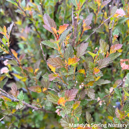 Spicy Devil® Ninebark | Physocarpus opulifolius