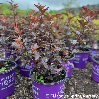 Fireside® Ninebark | Physocarpus opulifolius