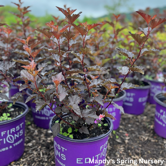 Fireside® First Editions® Ninebark | Physocarpus opulifolius