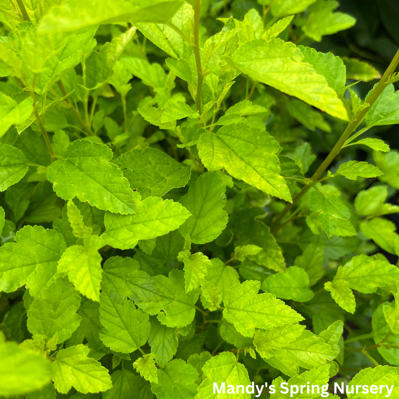 Lucky Devil Ninebark |  Physocarpus Opulifolius 'Zlemichael'