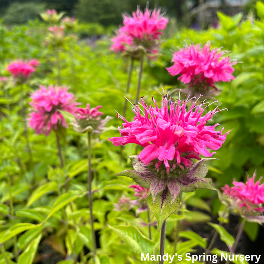 Marshall's Delight Bee Balm | Monarda didyma