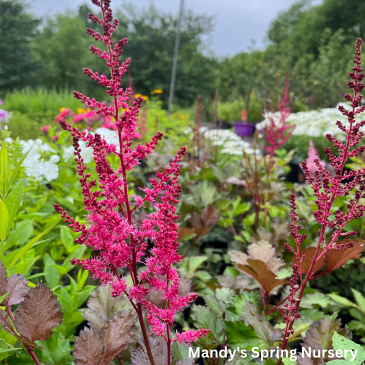 Mighty Chocolate Cherry Astilbe | Astilbe chinensis