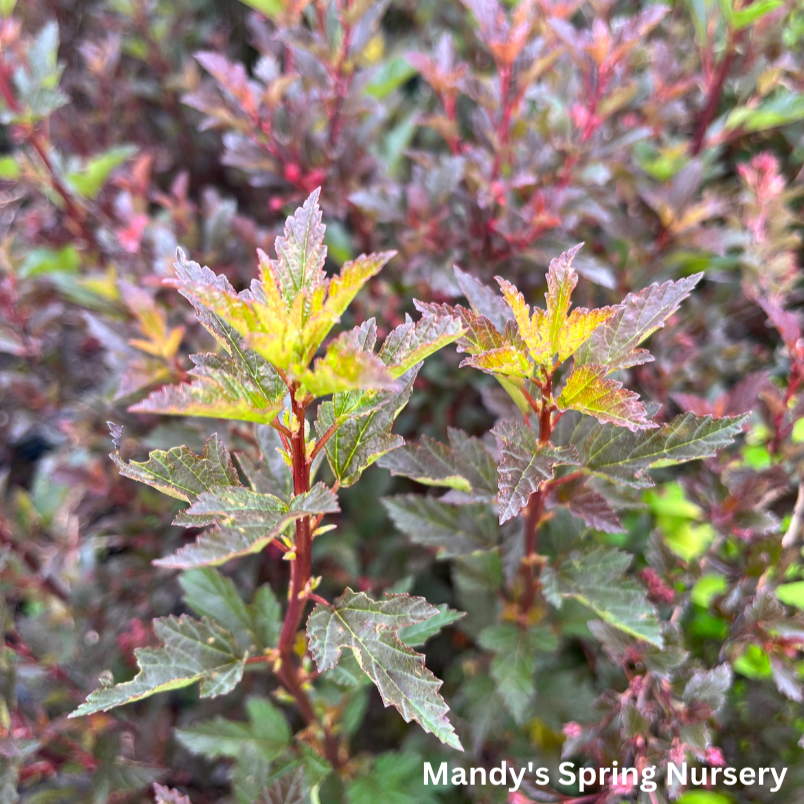 Little Devil Ninebark | Physocarpus opu.