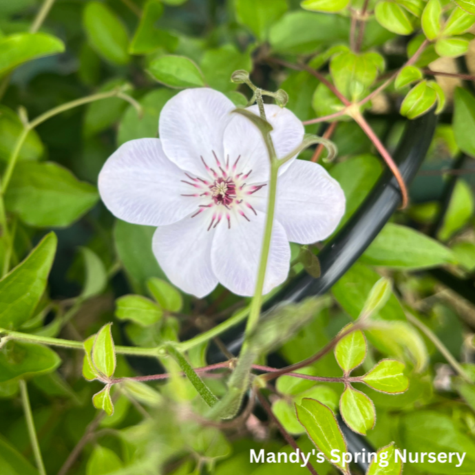 John Paul ll | Clematis