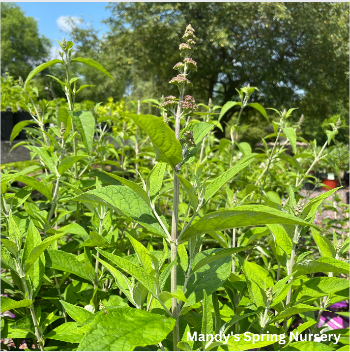 Funky Fuchsia Butterfly Bush | Buddleia davidii