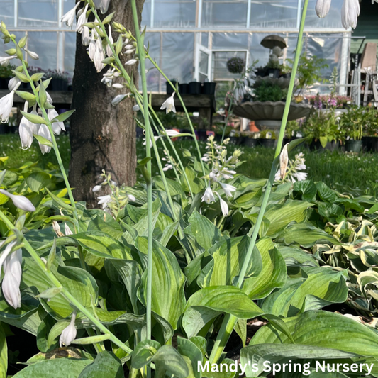 Color Festival Hosta | Hosta 'Color Festival'