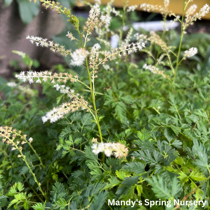 Dwarf Goat's Beard | Aruncus aethusifolius