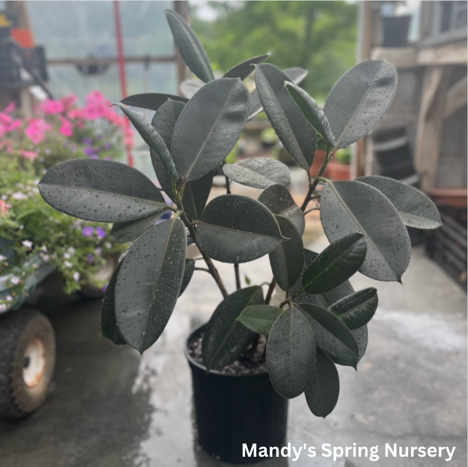 Rubber Tree | Ficus elastica