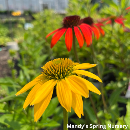 'Cheyenne Spirit' Coneflower | Echinacea 'Cheyenne Spirit'