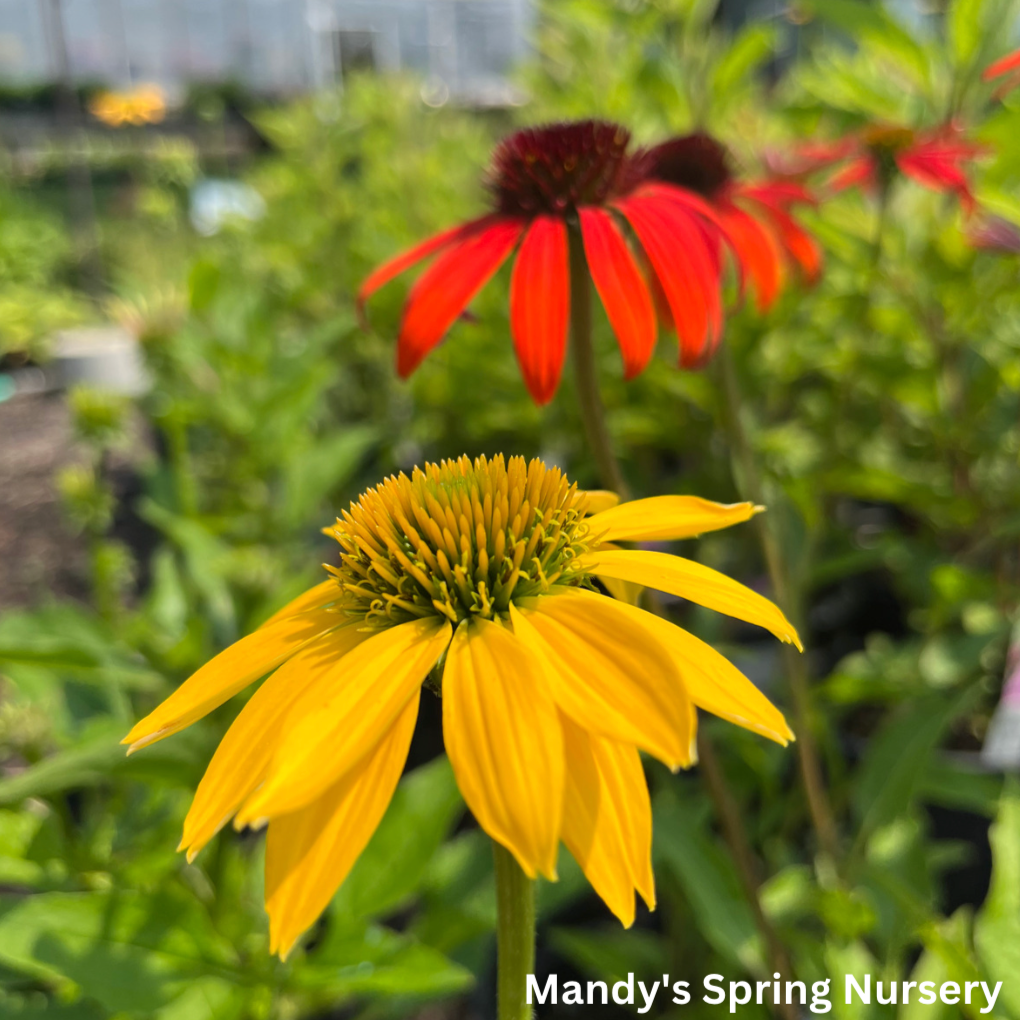 'Cheyenne Spirit' Coneflower | Echinacea 'Cheyenne Spirit'