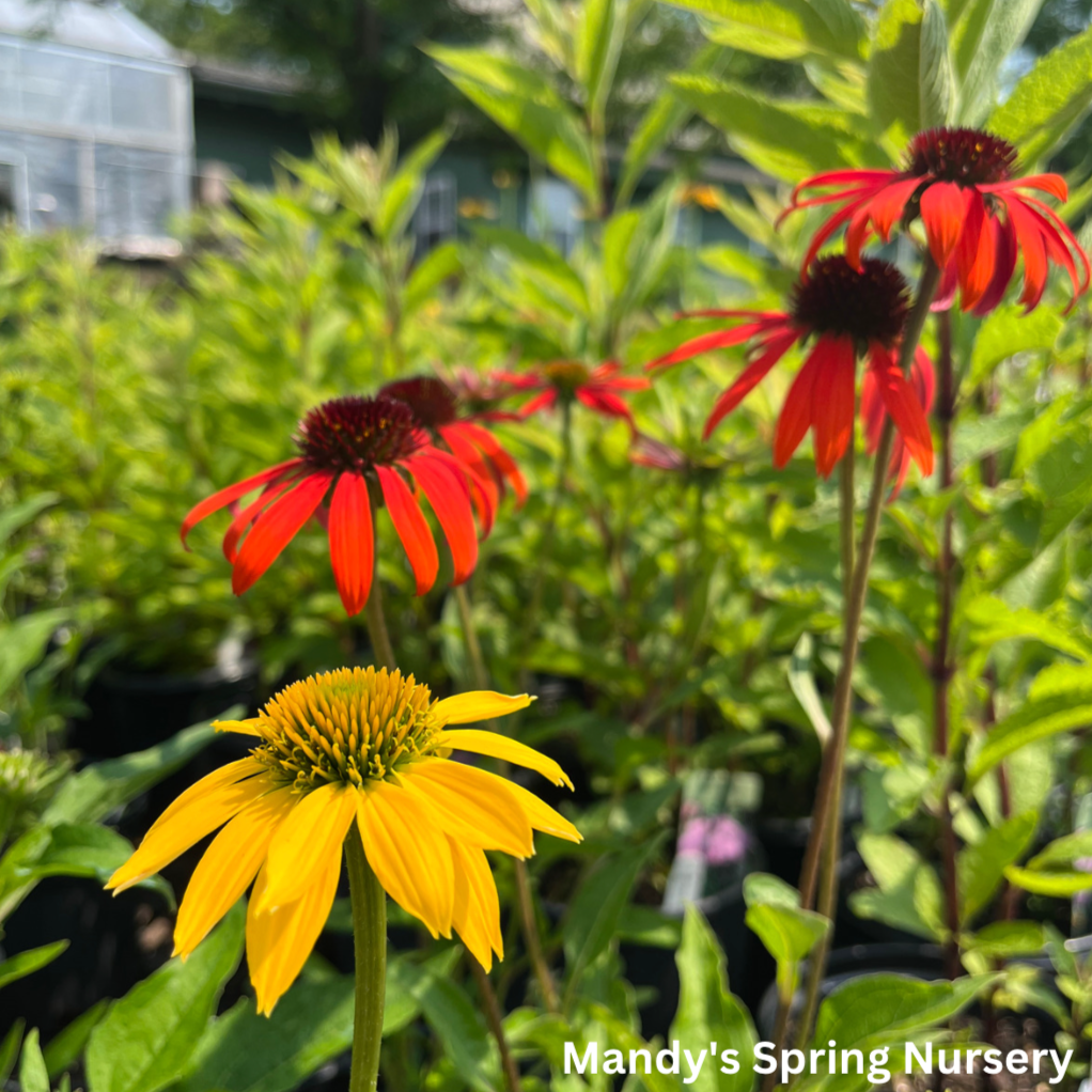 'Cheyenne Spirit' Coneflower | Echinacea 'Cheyenne Spirit'