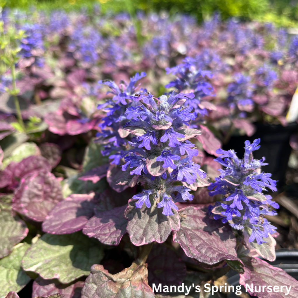 Burgundy Glow Bugleweed | Ajuga reptans