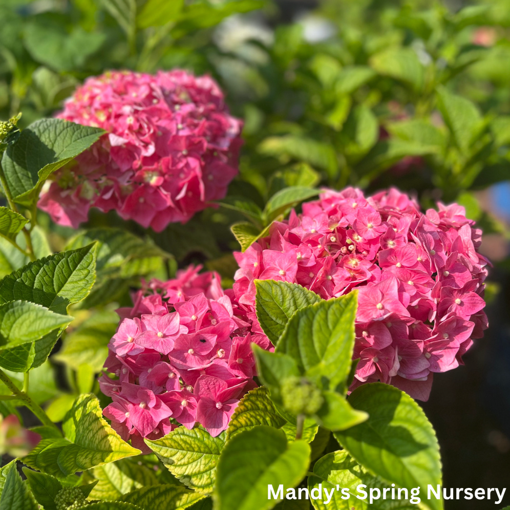 Summer Crush Bigleaf Hydrangea | Hydrangea macrophylla