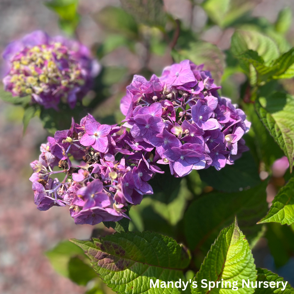 BloomStruck Bigleaf Hydrangea | Hydrangea macrophylla