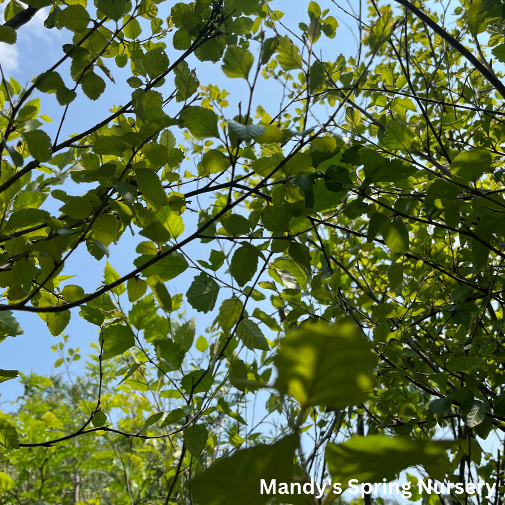 River Birch | Betula nigra