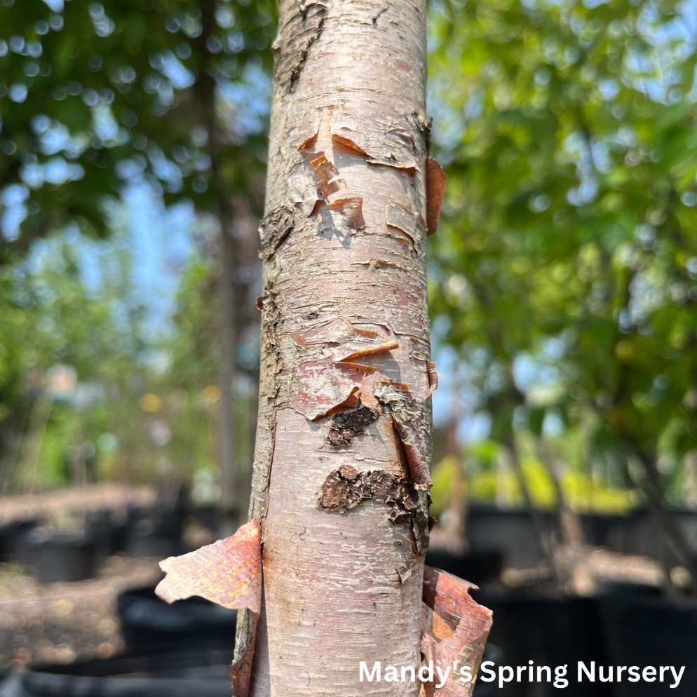 River Birch | Betula nigra