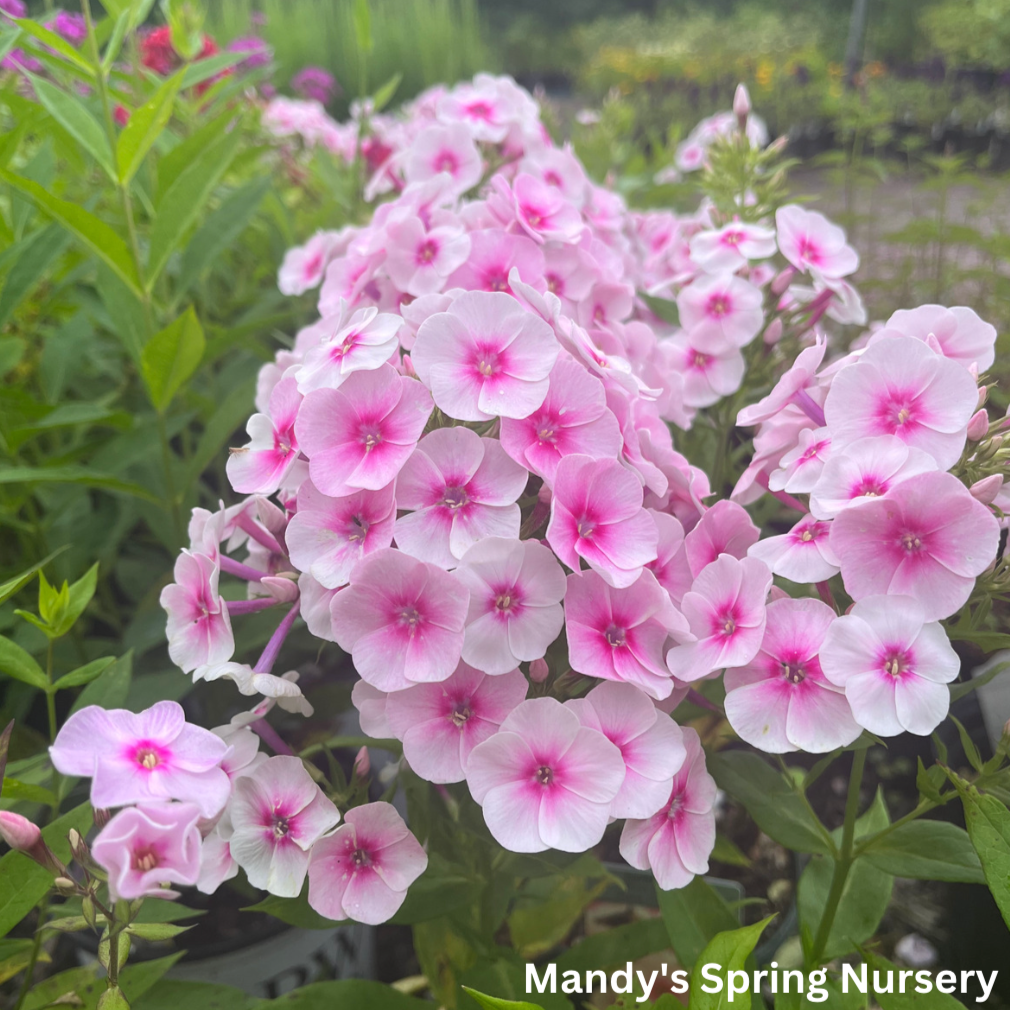 Flame Pro Baby Doll Garden Phlox | Phlox paniculata