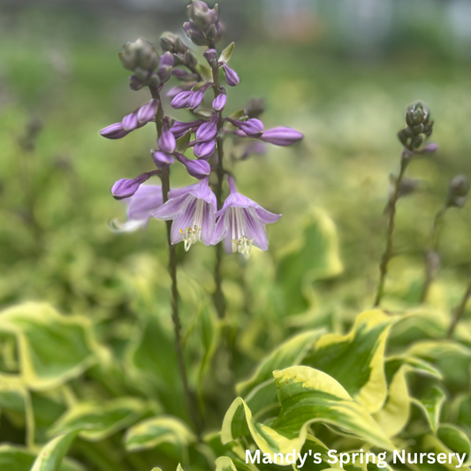 Wrinkle in Time Hosta | Hosta 'Wrinkle in Time'