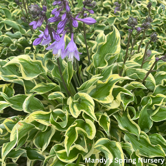 Wrinkle in Time Hosta | Hosta 'Wrinkle in Time'