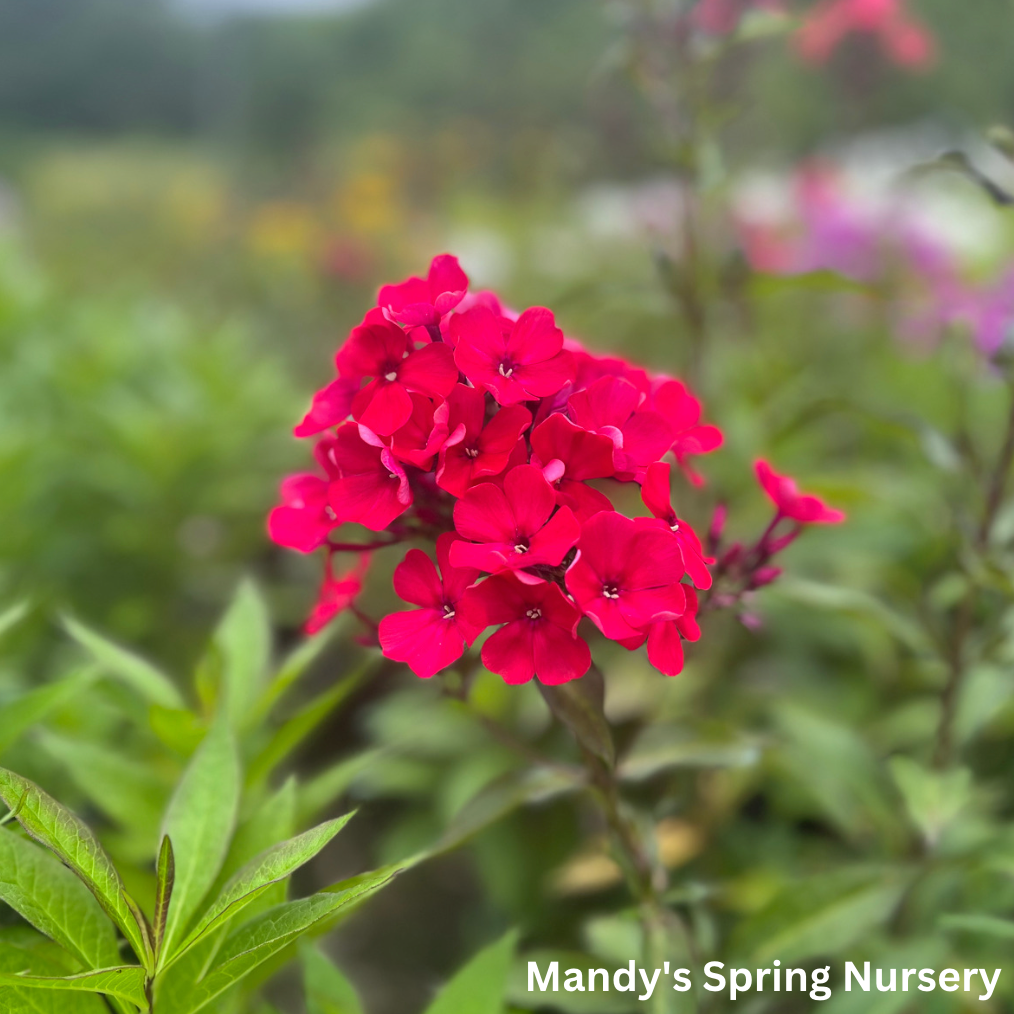 Starfire Garden Phlox | Phlox paniculata