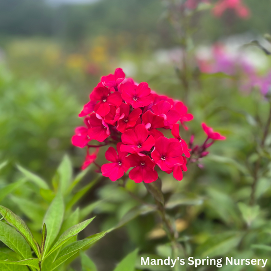 Starfire Garden Phlox | Phlox paniculata