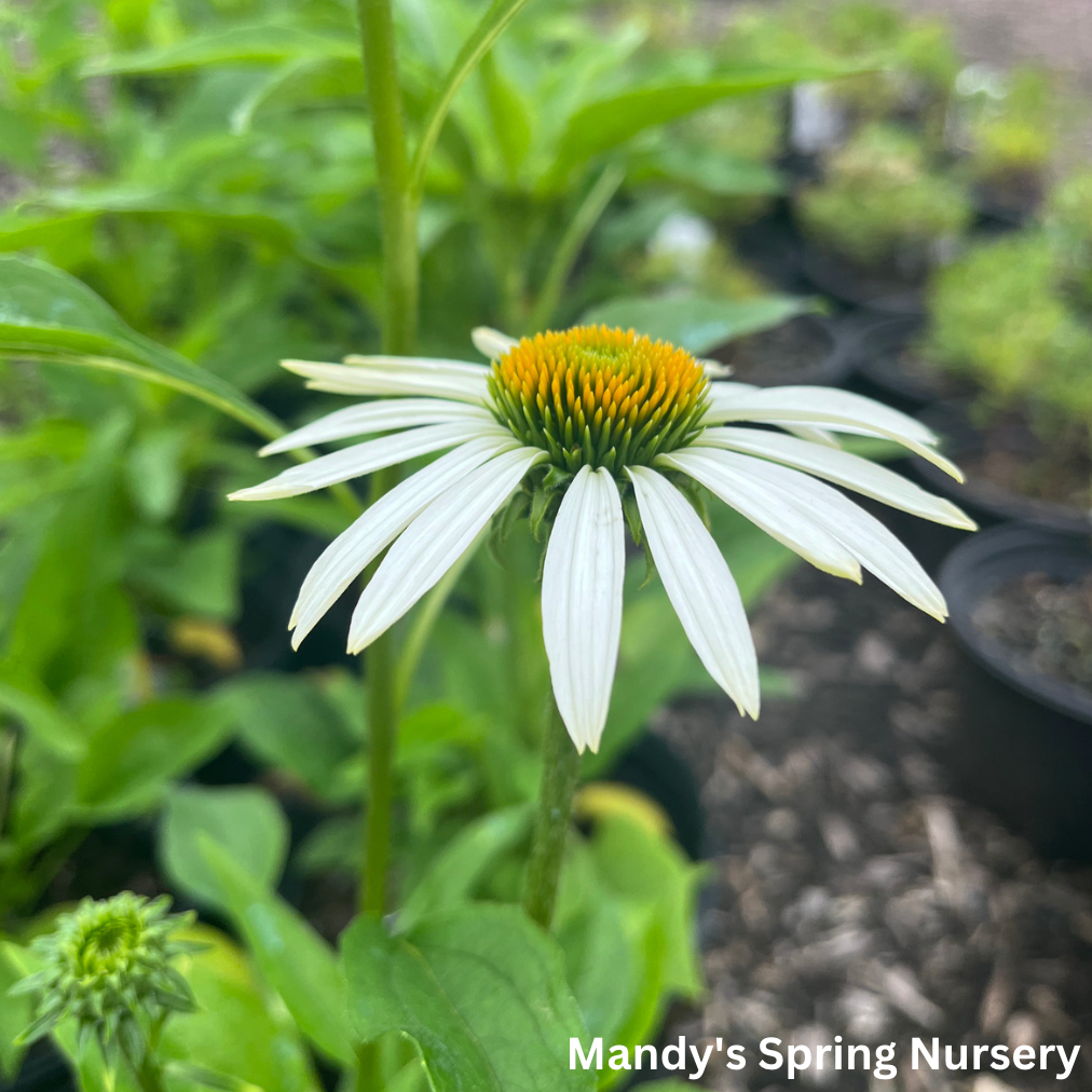 'White Swan' Coneflower | Echinacea