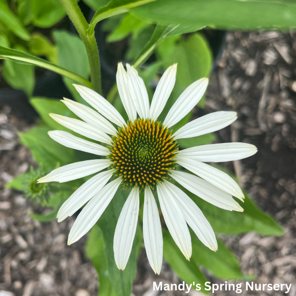 'White Swan' Coneflower | Echinacea