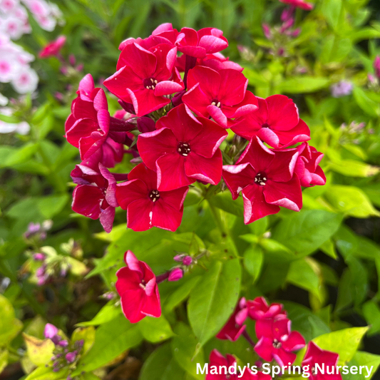 Red Flame Phlox | Phlox paniculata 'Red Flame'