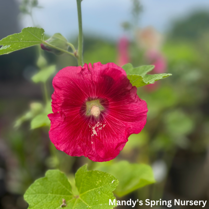 Indian Spring Hollyhock Mix | Alcea rosea