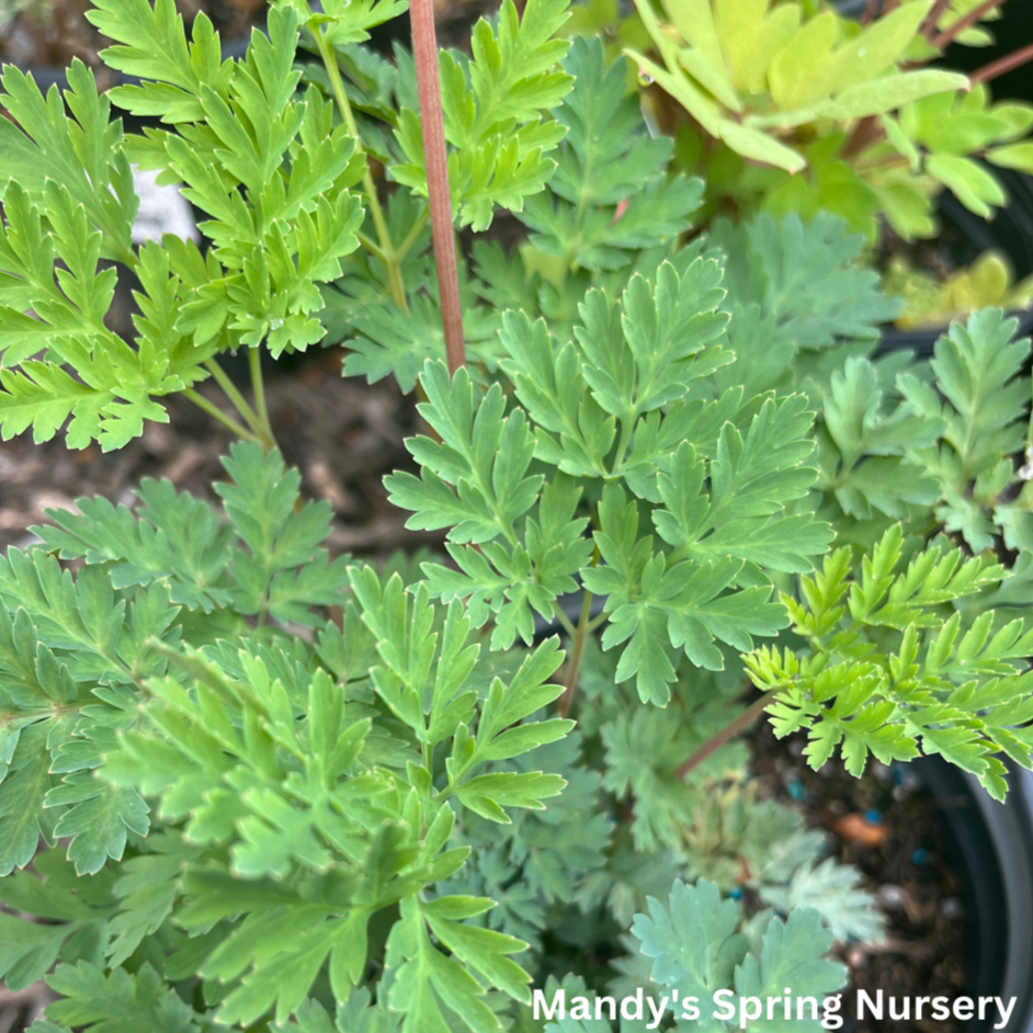 Luxuriant Fernleaf Bleeding Heart | Dicentra