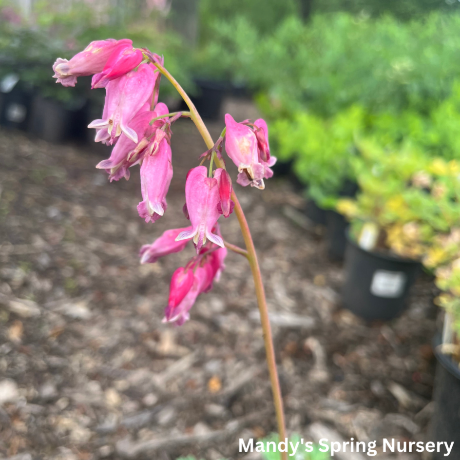 Luxuriant Fernleaf Bleeding Heart | Dicentra