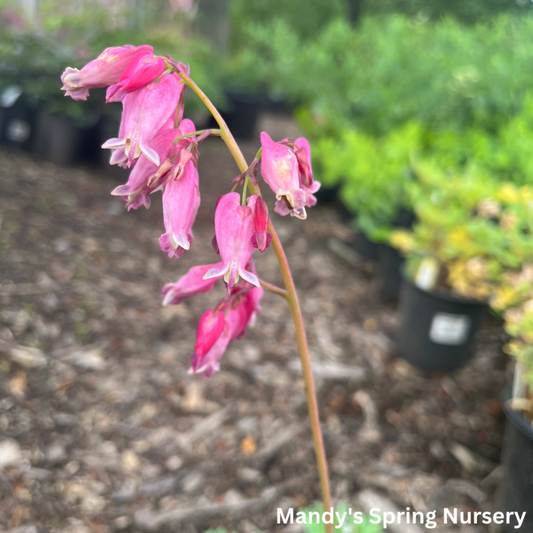 Luxuriant Fernleaf Bleeding Heart | Dicentra