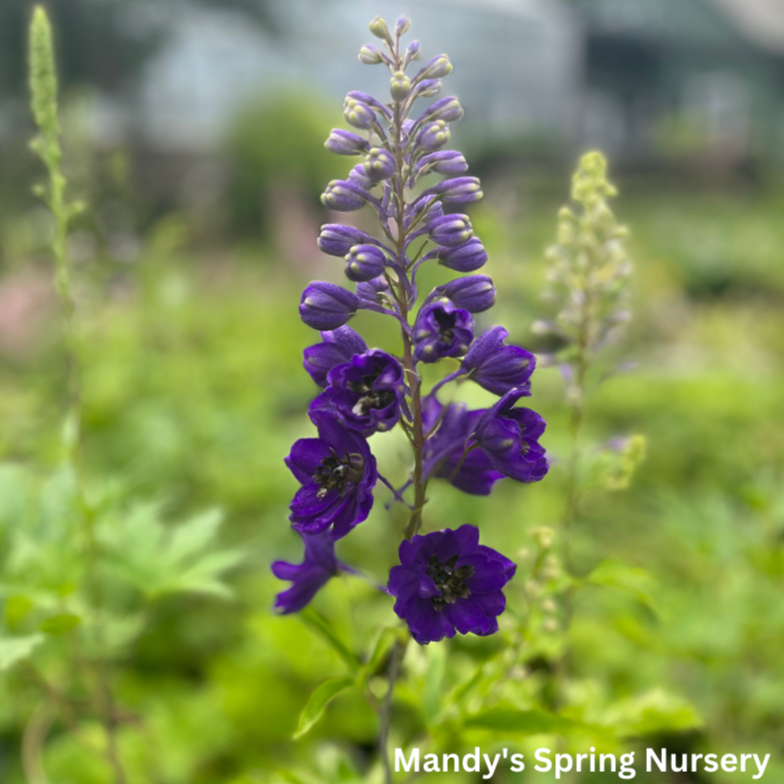 Dark Blue Bee Larkspur | Delphinium