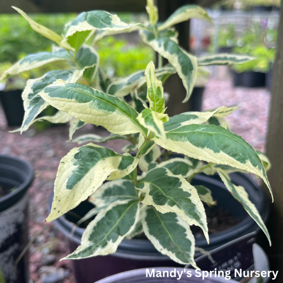 Cool Splash Dwarf Bush Honeysuckle | Diervilla sessilifolia