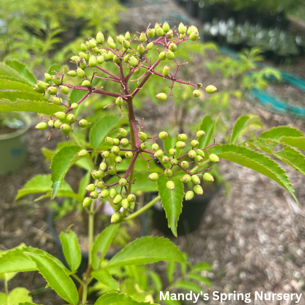 Adams Elderberry | Sambucus canadensis