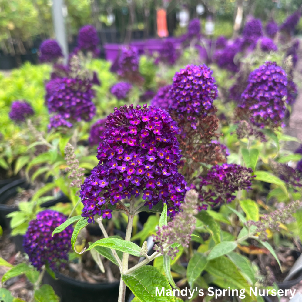 Dark Dynasty Butterfly Bush | Buddleia