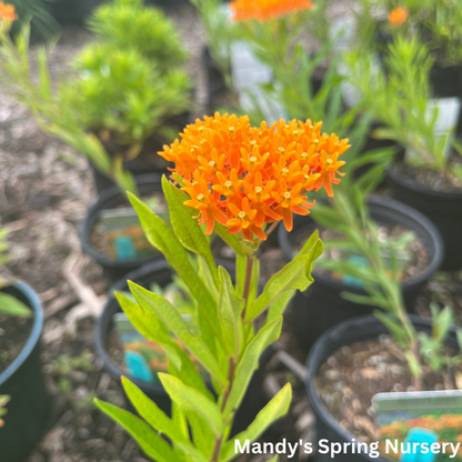 Butterfly Weed | Asclepias tuberosa